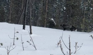 Rare Sierra Nevada Red Fox at Mount Bachelor