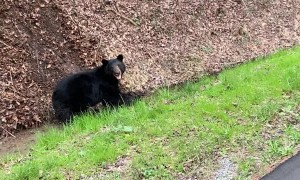 Black Bear Tries to Drag Wild Boar Into Woods