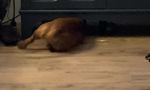 Determined Dachshund Tries to Get Ball From Under Furniture