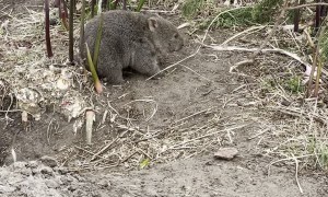 Baby Wombat Scratches an Itch on Ironically Named Flower