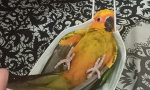 Sun Conure in a Facemask