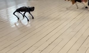 Real Dog Doesn't Like Robot Dog