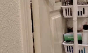 Smart Kitty Discovers How Door Handles Work