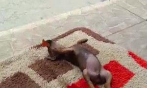 Puppy Plays with Butterfly