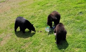 Bears Raid Truck Bed for a Snack
