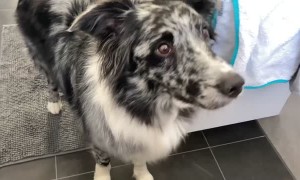 Smart Doggy Helps Its Human Out