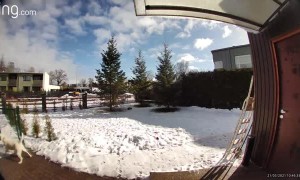 Cat Helps Dog Get Out