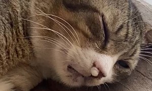 Sleeping Cat Blows Bubbles