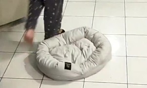 Puppy Plays Keep-a-Way with Owners Slipper