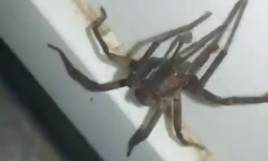Big Spider Spotted on the Way to Toilet