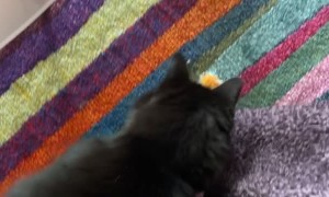 Kitty Playing Fetch Slides Face First Into Wall