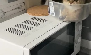 Kitten Gets Comfortable in Strange Place