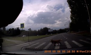 Doggo Follows Crosswalk Traffic Rules