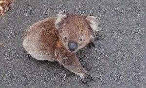Koala Relocated off the Road on Blind Corner