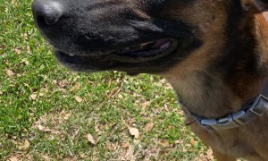 Doggy Shows Excitement in Strange Way