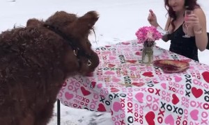 Cow Enjoys Romantic Valentines Dinner