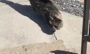 Cat Encounters 26 MPH Winds
