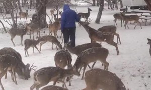 Feeding Wild Deer During Rare Texas Snowstorm