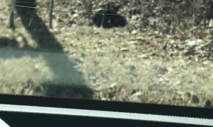 Cubs Complicate Street Crossing