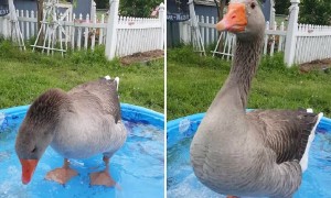 Goose Does Happy Dance Whenever Best Friend Arrives