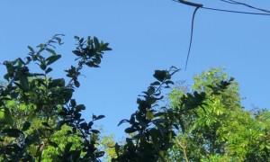 Snake Makes an Impressive Stretch