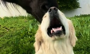 Pony Helps Clean Dog's Head