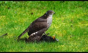 Sparrowhawk Finishing a Blackbird in Slow Motion
