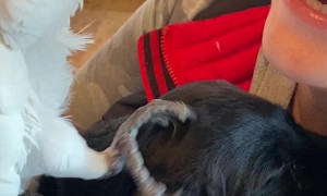 Parrot Meets Puppy for the First Time