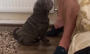 Adorable Shar Pei is confused by standoffish owner