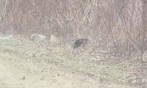 Mother Bear Goes Back and Forth with Babies