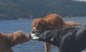 Three Way Tug of War with Dogs
