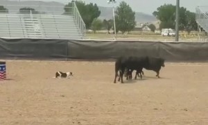 Zane Training on Sour Cattle Trials