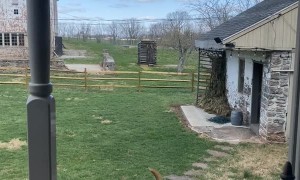 Dogs at Different Energy Levels