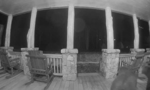 Two Bears Out of Hibernation Wrestle on Porch