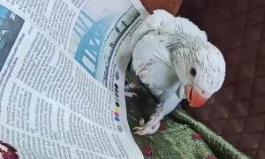 Baby parrot loves how good  the newspaper tastes 