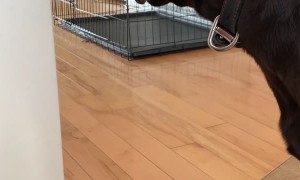 Dog Isn't Cool with Carbonation