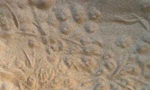 Adorable Jerboa Jumps for Attention