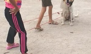 Dog Helps Girls with Game