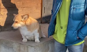 Corgi Pup Paws for Pets