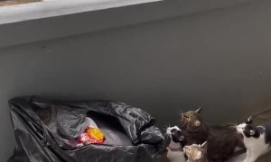 Cats Bothered by Bird on Balcony