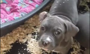 Lone puppy sleeps while rest of litter plays
