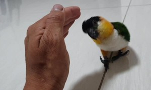 Cute Bird Wants A Cuddle