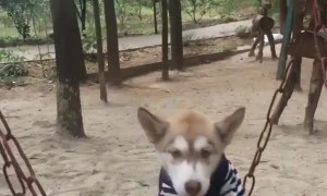 Doggy Sits on Playground Swing