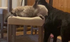 Cat Slips While Trying to Swat