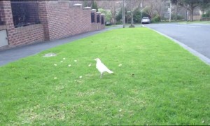 Extremely Rare White Magpie Spotted Having a Snack