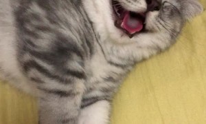 Kitty Cat Cuteness Overload