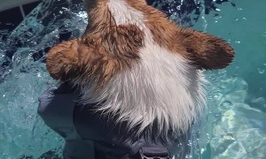 Swimming Corgi Paddles in Pool