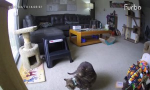 Pet Camera Accidentally Throws Treat onto Cats Back