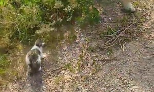 Kitten Tags Along for a Walk With Doggy