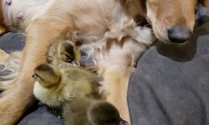 Ducklings Snuggle up to Sweet Retriever